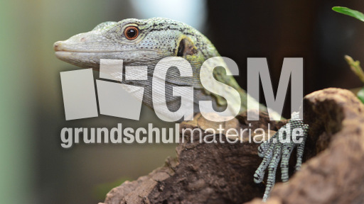 Reisinger´s Baumwaran_1.jpg